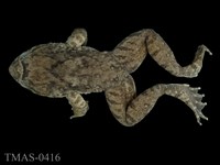 藏品(福建大頭蛙)的圖片